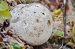 Paltry puffball mushroom