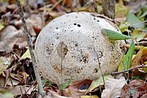 Paltry puffball mushroom