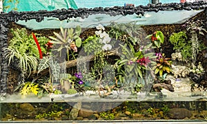 Paludarium - Aquarium / Plants / Fish