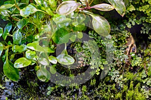 Paludarium is a transparent reservoir with an artificially created semi-aquatic habitat for the maintenance of aquatic, including