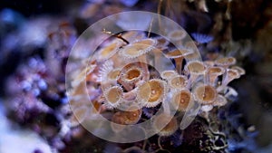 Palythoa Brown Button polyp move head and hunt for food in flow, animal colony on live rock, nano reef marine aquarium aquascape,