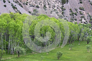 Pamir birch on the lake Iskander, Tajikistan