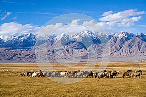 Sheep grazing at foot of Snow Mountain on Pamirs in Fall photo