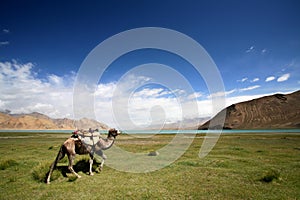 The pamir plateau