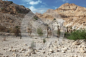 Pamls at Mt in national park Ein Gedi near the Dead Sea in Israel