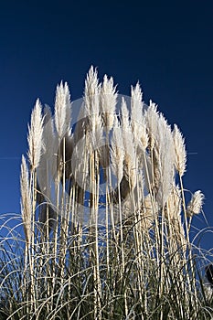Pampa grass
