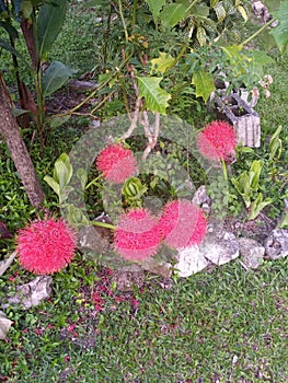 This is a pampam flower from Jamaica isn& x27;t it beautiful.