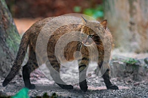 Pampas Cat - South American feline