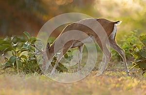 Pampas deer grazing at sunset