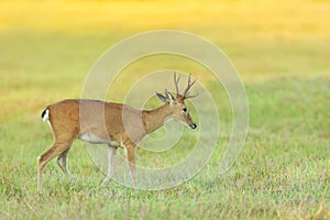 Pampas deer grazing at sunset