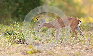 Pampas deer grazing at sunset