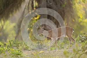 Pampas deer grazing at sunset in forest