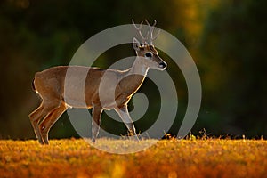 Pampas Deer, Ozotoceros bezoarticus, sitting in the green grass, Pantanal, Brazil. Wildlife scene from nature. Deer, nature habita