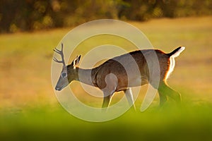 Pampas Deer, Ozotoceros bezoarticus, sitting in the green grass, Pantanal, Brazil. Wildlife scene from nature. Deer, nature habita