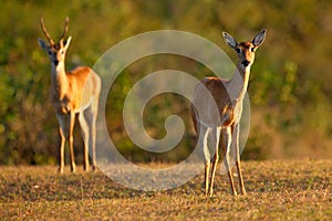 Pampas Deer, Ozotoceros bezoarticus, sitting in the green grass, Pantanal, Brazil. Wildlife scene from nature. Pair if deer, natur