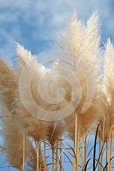 Pampas dominate with a cloudy sky background
