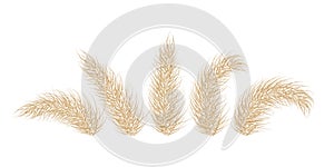 Pampas dry grass. One branch of pampas grass. Panicle, feather flower head. Vector