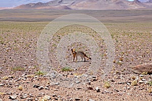 Pampas fox at the Salar of Arizaro at the Puna de Atacama, Argentina