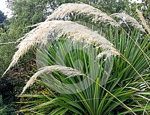 Pampas fronds wind blown against yucca