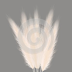 Pampas golden grass sheaf on grey. Vector illustration. panicle Cortaderia selloana bouquet South America. ornamental photo