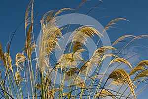 Pampas Grass