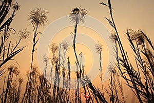 Pampas grass