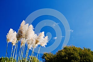 Pampas grass