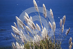 Pampas Grass