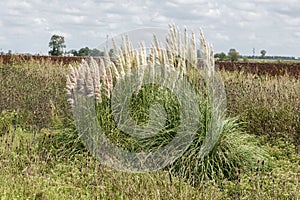 Pampas Grass