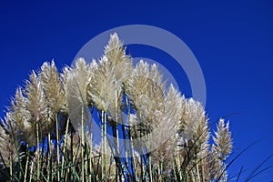 Pampas Grass