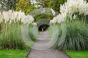 Pampas grass.