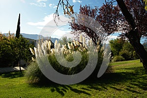 Pampas grass