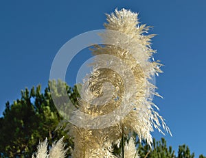 Pampas grass