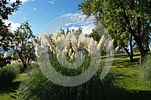 Pampas grass