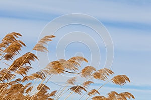 Pampas grass