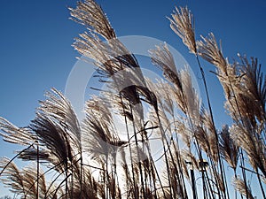 Pampas grass