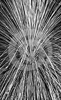 Pampas Grass Abstract