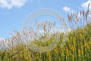 Pampas grass against the blue sky