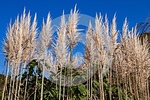 Pampas grass against the blue sky in autumn.