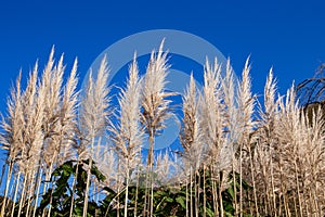 Pampas grass against the blue sky in autumn.