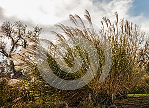 Pampas grass against the cloudy sky