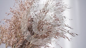 Pampas grass against pecan wall. Abstract natural background of soft plants Cortaderia selloana moving in the wind