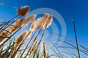 Pampas grass aka Cortaderia selloana silhouette or backlit photo