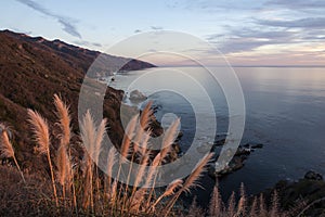 Pampas Grass along the Big Sur coastline at sunset