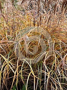 Pampas grass in autum