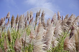 Pampas Grass Background