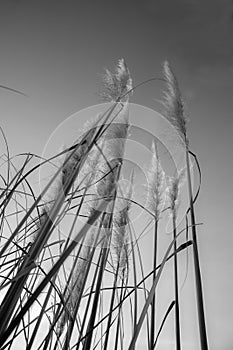 Pampas grass in bloom