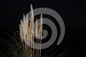 Pampas grass in bloom