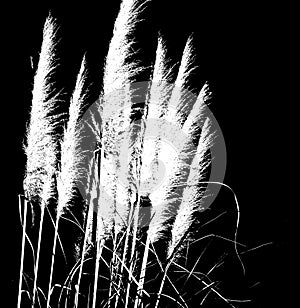 Pampas grass in bloom