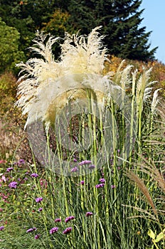 Pampas grass blooms